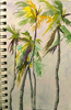 Zanzibar palms